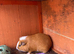 2 guinea pigs for sale