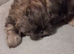 Beautiful shih tzu puppies