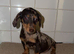 Miniature dachshund