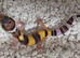 Bargain leopard gecko babies