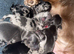 8 beautiful mini long haired dachsunds