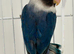 Single love bird