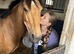 Welsh/connemara 13.2 gelding