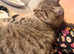 Boy cat 10 months old