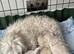 TINY KOREAN MALTIPOO PUPPIES