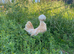 Chamois polish bantams