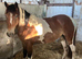 Nf cross warmblood/cob 3 year old filly