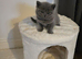 Pedigree Gccf registered kittens
