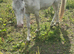Lovely appy x Welsh gelding