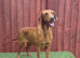 KC Registered Fox Red Labrador Female 2 Years Old