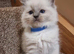 Ragdoll Kittens