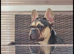 2 beautiful puppies available