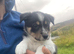 Fantastic collie pups for sale