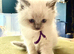 Purebred Ragdoll Kittens, Blue Point and Blue Mitted