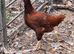 Rhodes Island Red pullets at point of lay