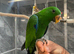 Ready Now HandReared Super Tame Eclectus Parrot,7