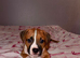 Beautiful boy pup