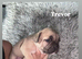 Beautiful French Bulldog Puppies