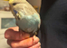 Budgies