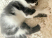 Beautiful kittens ready to go