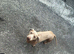 Dachshund (Boy)