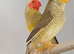 Priven pair of Pied star finches