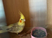 A pair of cockatiels for sale