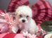 F1 Asian Maltipoo puppies cream girls and boys cuteness overload