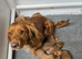 Cocker spaniel pups 2 males available