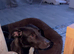Two year-old female border collie cross