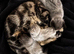 One Adorable Kitten left Looking for Their Forever Home