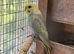 Rainbow and pure white budgies