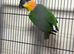 Pair of Black headed caiques