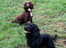 Black puppy