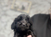 Doxipoo