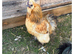 Silkie chicks hatched this week.Also available hatching eggs.