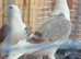 Saddle racing pigeons for sale