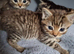 4 beautiful kittens Females 8wks old