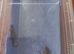 Mourning geckos