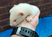 ferrets for sale