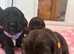 Stunning "Working x Show" Cocker Spaniels !