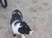 Lovely Farm Reared Merle Pups