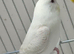 Budgies