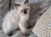 Pure breed Ragdoll Kittens