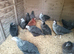 Point of Lay Hunted Hens