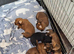 Biewer Terrier / Yorkie pups