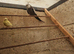 Cockatiel