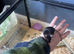 Male mice