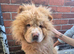 Male Chow Chow