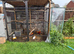 Red Golden Pheasant trio